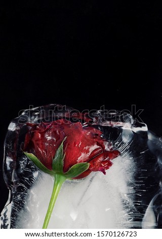 Red rose in the ice