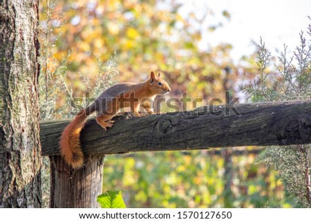 Squirrel in nature. Squirrel on tree. Cute squirrel on tree branch. Squirrel portrait