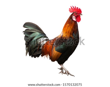 Red crested Thai chicken on a white background. Royalty-Free Stock Photo #1570132075