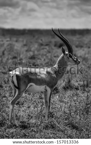 Kenya, Nakuru National Park, Impala male gazelle (FILM SCAN)