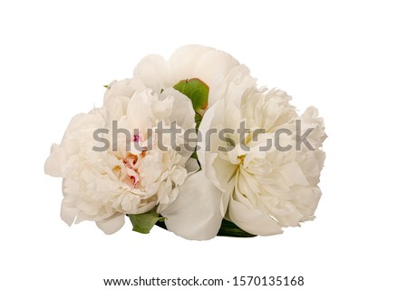 A few White peonies without a background. Bouquet composition Isolated on white background