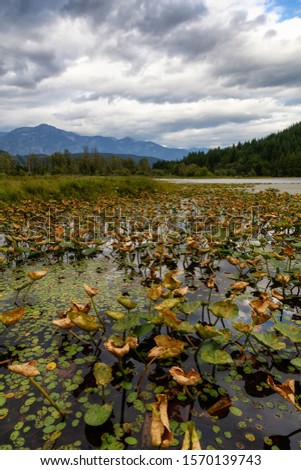 Beautiful view of the Flowers in a lake. Picture taken in One Mile Lake Park, Pemberton, British Columbia (BC), Canada, on a cloudy summer day.