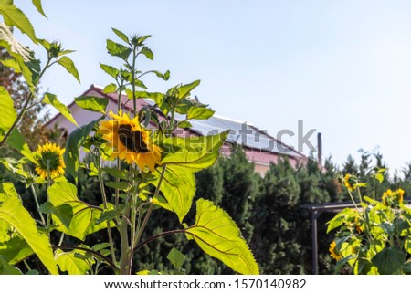 Sunflower with house and photovoltaic plant in the background