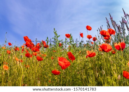 Meadow with poppies in a landscape
