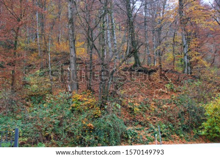 A slightly blurred landscape of autumn forest, used as a background for lettering, screensaver or background