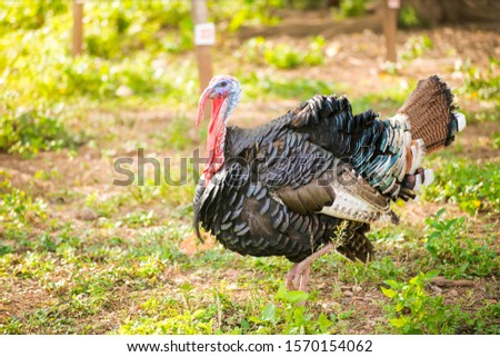 Picture of a turkey walking for food