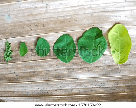 moringa oilefera leaf concept. on dry leaf background.