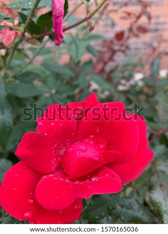 Cute flower pictures after rain 