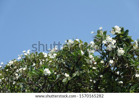 Blooming Frangipani tree with white blossoms and blue sky, copy space, Plumeria obtusa Singapore graveyard flower, evergreen, fragrant Temple tree in foreground, Pattaya       