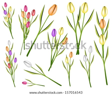 Beautiful Flower, An Illustration Collection of Lovely Spring Colorful Tulip Flowers and Tulip Bouquet Isolated on A White Background 
