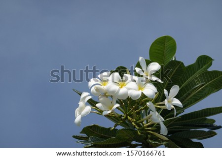 Blooming Frangipani branch with white blossoms in sunlight and blue sky - Plumeria obtusa Singapore graveyard flower, copy space, fragrant, evergreen Temple tree, close up, Pattaya, Spa concept