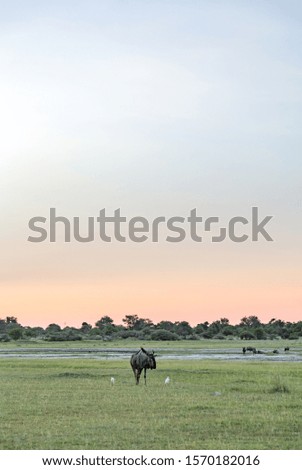 Wildebeest flanked by two egrets on open grassland in Botswana