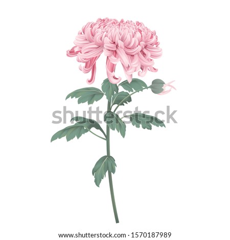 Pink Chrysanthemum morifolium flowers with leaves on branch