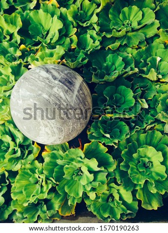 Duckeed, green, covered on the water surface, beautiful, with a round stone placed in the left corner.