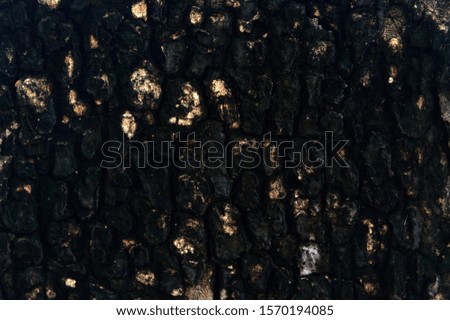 Tree bark texture natural background