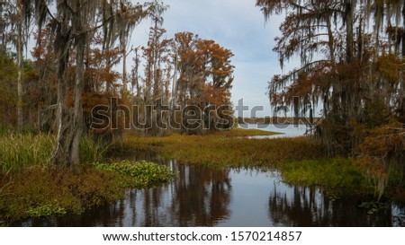 Swamp near Honey Island in Louisiana on the Pearl River with cypress trees.