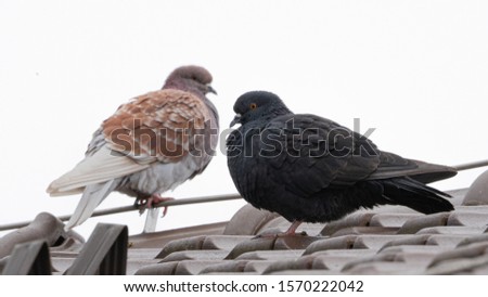 Pigeons on a house roof