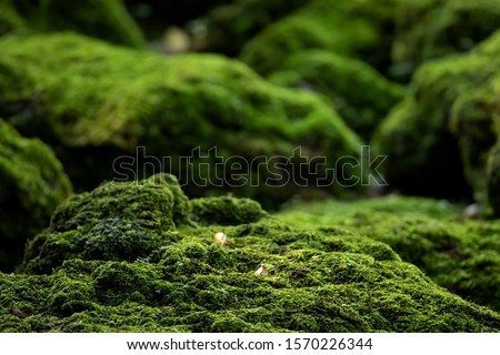 Beautiful Bright Green moss grown up cover the rough stones and on the floor in the forest. Show with macro view. Rocks full of the moss texture in nature for wallpaper. soft focus. Royalty-Free Stock Photo #1570226344