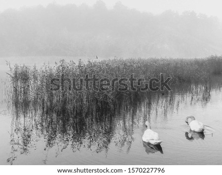 Black and white swans archipelago