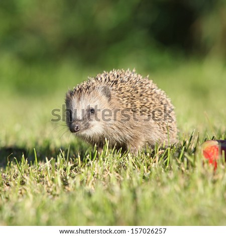 Little hedgehog looking at you in the garden