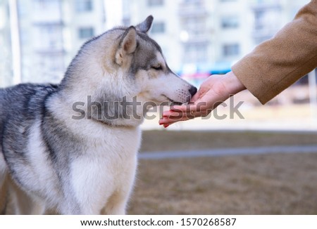 woman stretches her hand to the dog's face,