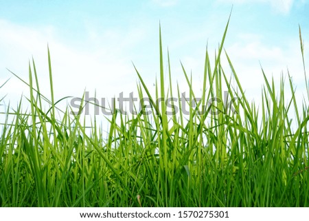 Wild grass plant leaves on white sky background for green foliage backdrop 