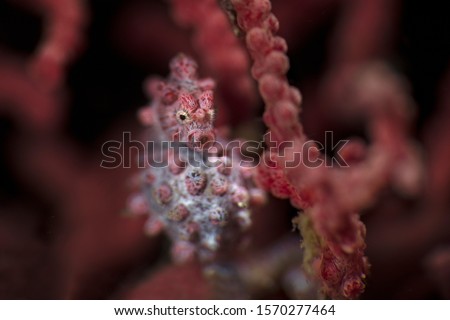 Pygmy seahorse  also known as Bargibant's seahorse (Hippocampus bargibanti). Underwater macro photography from Lembeh, Indonesia