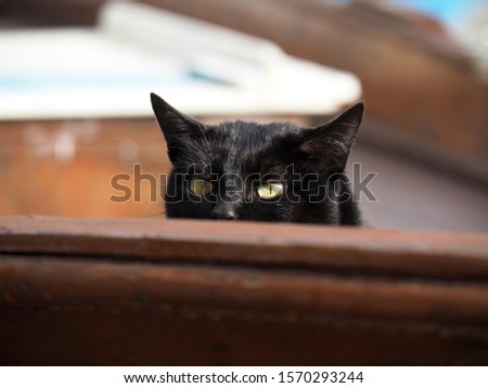 Black cat photographed inside a boat
