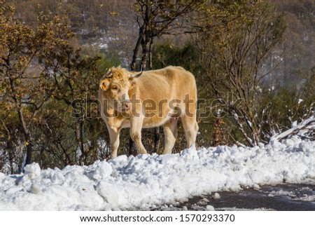 Cow at the mountain with snow in Sanabria, near the lake, Castilla y Leon, Spain