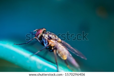 Macro shot of a fly from the side angle. A fly sitting on a plastic with low depth of field and sharp eyes. Closeup picture of a colourful insect. 