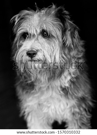 black and white photograph of a yard dog