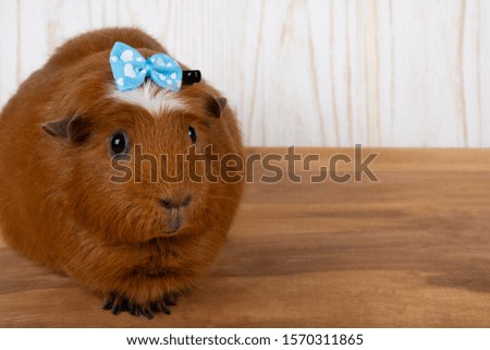 Cute funny guinea pig wearing a blue bow (on a wooden background, copy space on the right for your text)