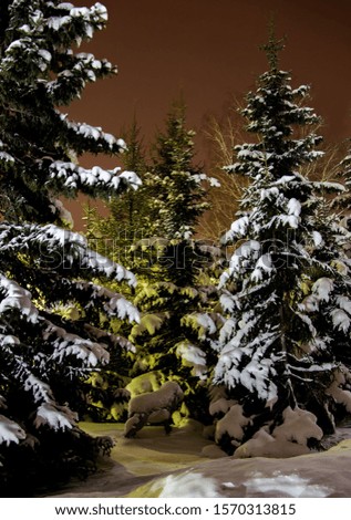 night spruce covered with snow in a city forest