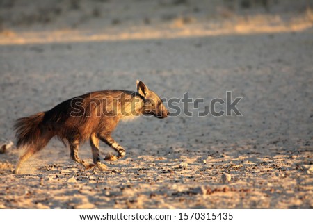 The brown hyena (Parahyaena brunnea) running from the waterhole in morning sun. Scared brown hyena on the sand in Kalahari desert.