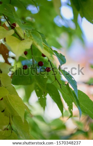 Celtis occidentalis, commonly known as the common hackberry, deciduous tree native to North America. Also known as the nettletree, sugarberry, beaverwood, northern hackberry, and American hackberry Royalty-Free Stock Photo #1570348237