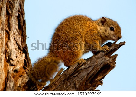 Tree Squirrels (Paraxerus cepapi), in the tree, Kruger National Park, South Africa.