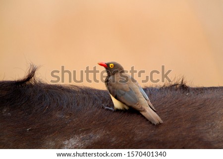 Redbilled Hornbill (Yockus erythrorhynchus),  on the Buffalo's back (Syncerus caffer), Kruger National Park, South Africa.