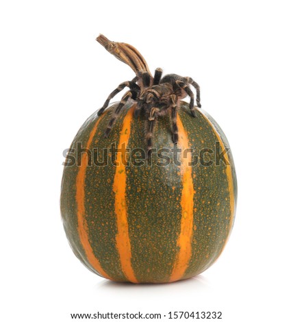 Striped knee tarantula and pumpkin isolated on white. Halloween celebration