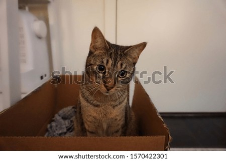 A cute cat sitting in a box with blanket and looking straight ahead with curious eyes