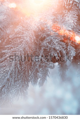 Winter abstract blue background with fir branches in the snow, bokeh, sunlight. Banner blue background.