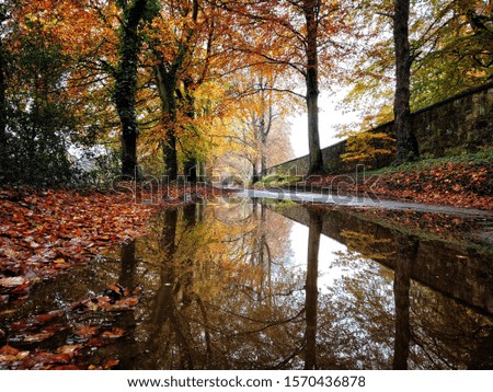 Autumn trees along a country road reflected in a leaf filled puddle