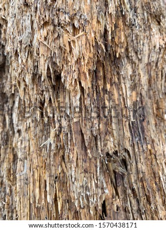 Rotting and weathered wood texture