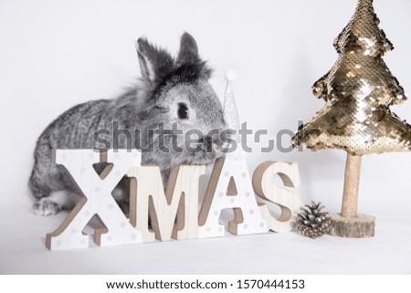 Christmas bunny with gold mini Christmas tree on white background