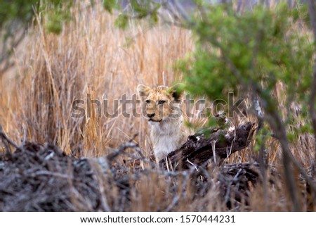 African lion (Panthera leo) - Cub, in the bush, Kruger National Park, South Africa.