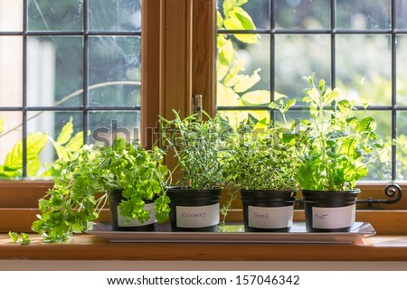 Herbs in plant pots growing on a windowsill Royalty-Free Stock Photo #157046342