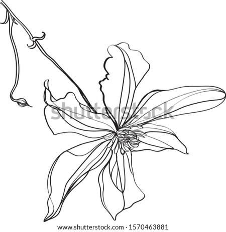 black and white line illustration of clematis flower on a white background