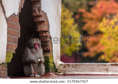 Monkey alone on autumn background - Japanese macaque 