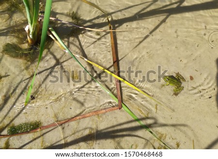 Yellow-green river frog on the sandy bank of the river.