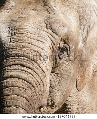 A close-up of an Elephant