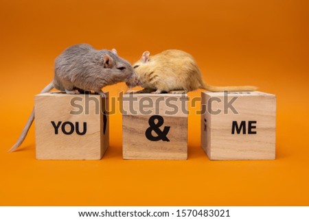 Two rats are sitting on wooden toy cubes on an orange background
